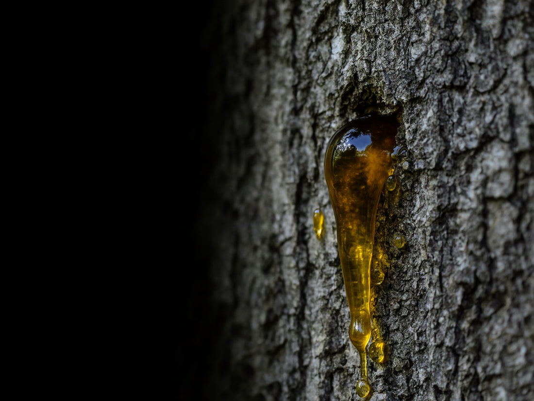 Goccia di balsamo ambrato che cola dalla corteccia di un albero