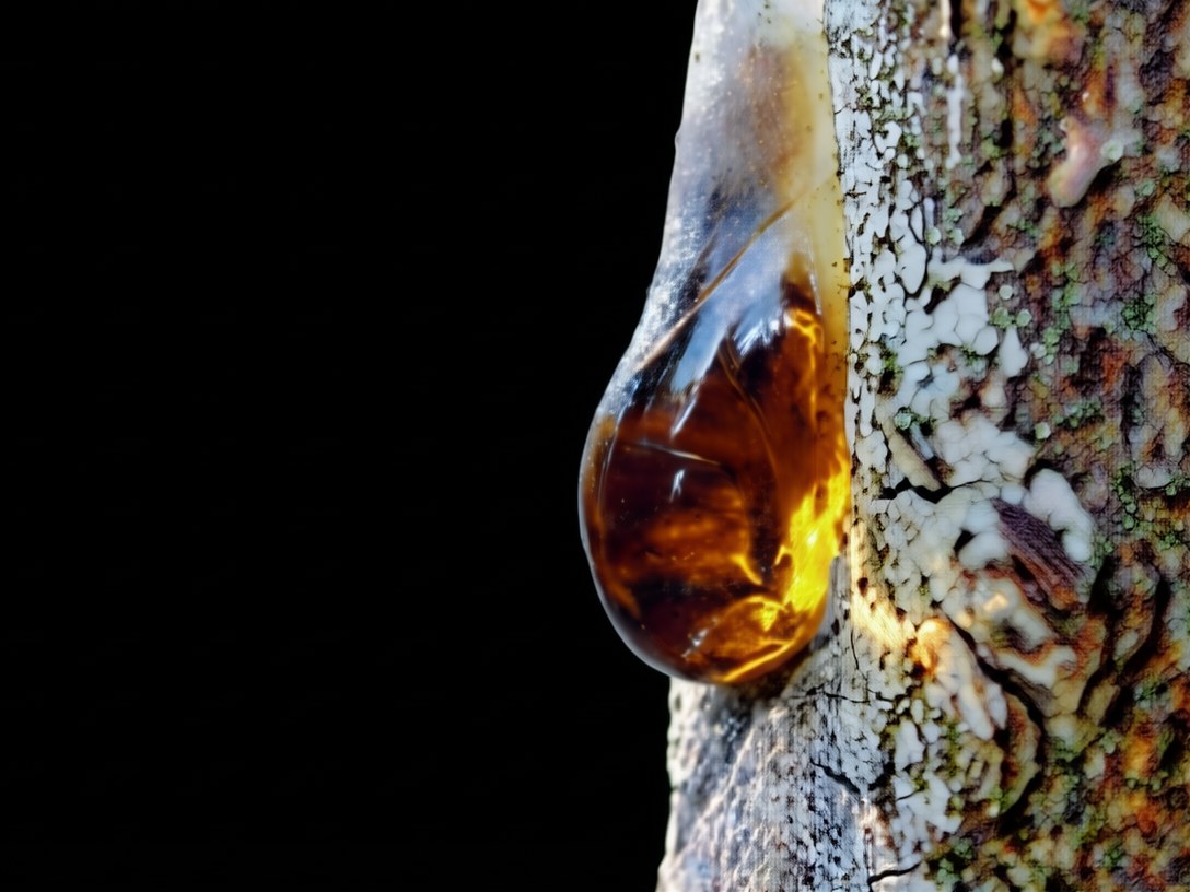 Lacrima di resina ambrata che cola dalla corteccia di un albero