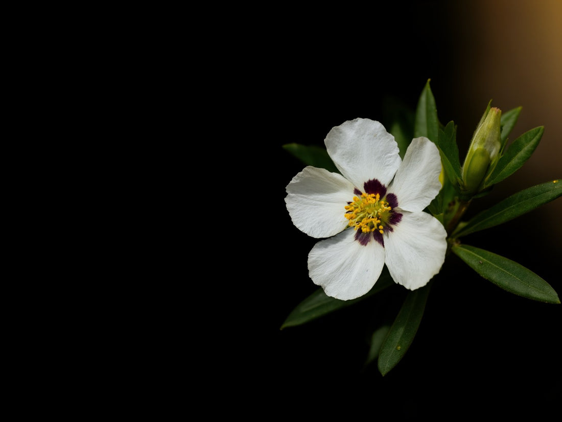 Fiore bianco di cisto, Cistus ladanifer, con le macchie porpora alla base dei petali, tra le foglie strette